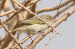 Phylloscopus orientalis