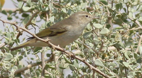 Eastern Bonelli's Warbler (Phylloscopus orientalis), photo 8