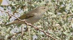 Phylloscopus orientalis