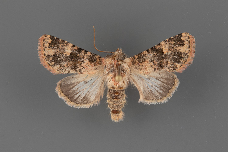 Pseudobryomima distans