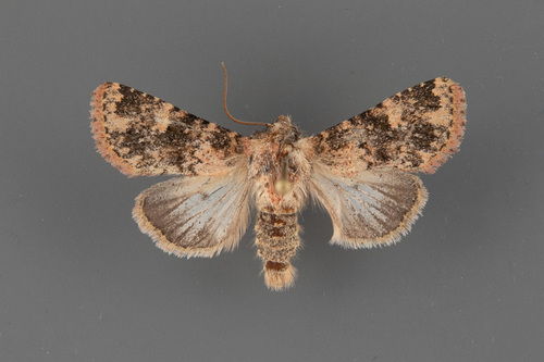 Pseudobryomima distans
