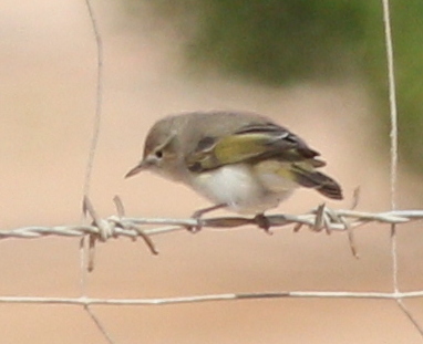 Eastern Bonelli's Warbler (Phylloscopus orientalis), photo 10