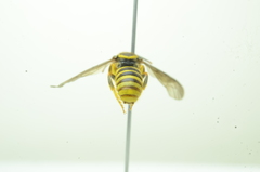 Saranthidium