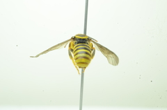 Saranthidium
