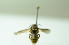 Saranthidium