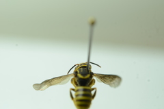 Saranthidium