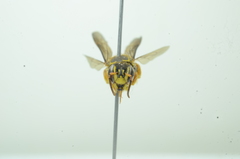 Saranthidium