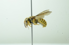 Saranthidium
