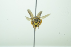 Saranthidium