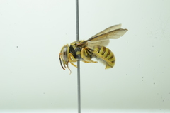 Saranthidium