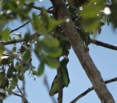 Forpus crassirostris