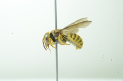 Saranthidium