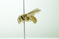 Saranthidium