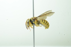 Saranthidium