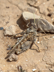 Tmethis pulchripennis