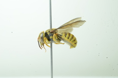 Saranthidium