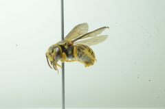 Saranthidium