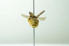 Saranthidium