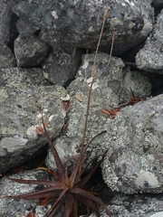Aloe ibitiensis