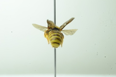 Saranthidium