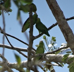 Forpus crassirostris