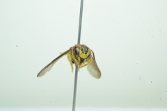 Saranthidium