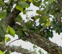 Forpus crassirostris