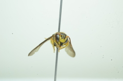 Saranthidium