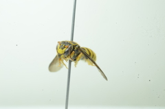 Saranthidium