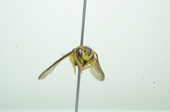 Saranthidium