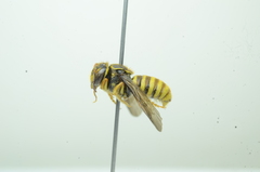 Saranthidium