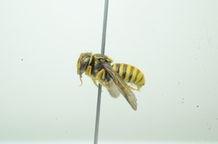 Saranthidium