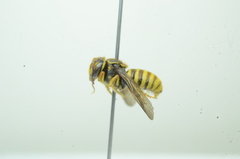 Saranthidium