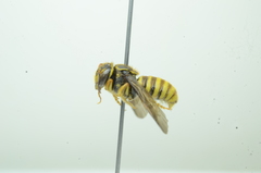 Saranthidium