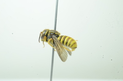Saranthidium