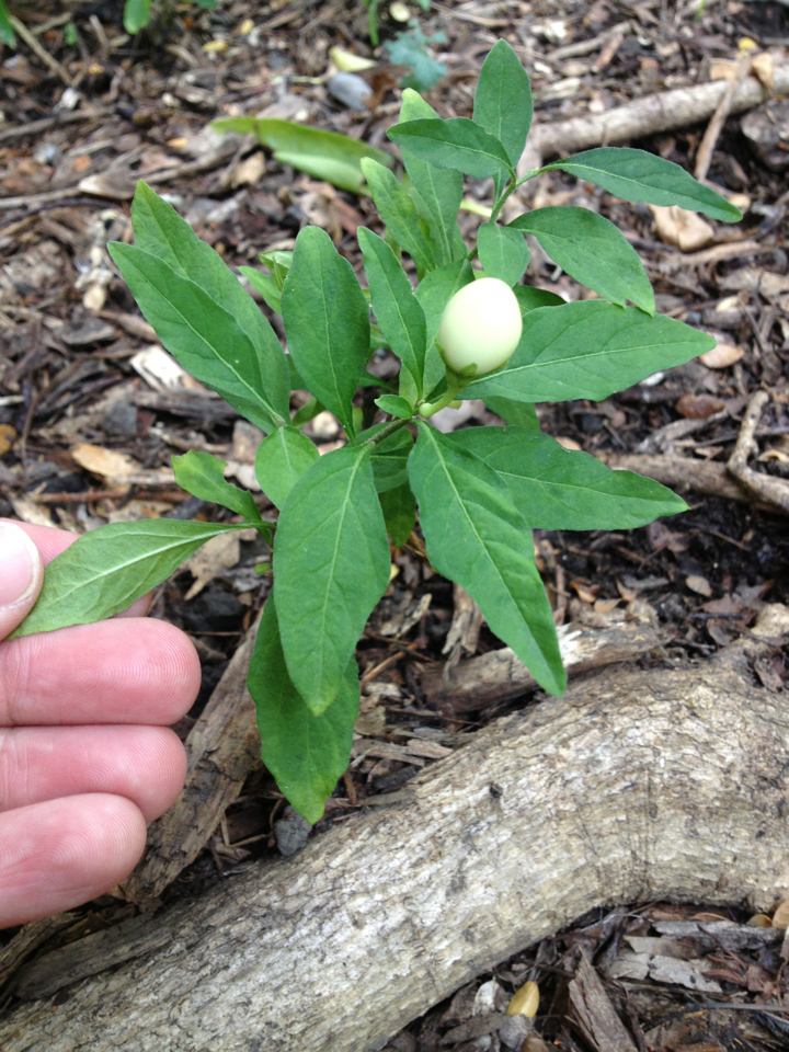 Solanum pseudocapsicum: Herkunft und Verwendung — Foto 3