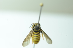 Saranthidium