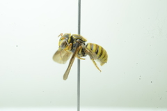 Saranthidium