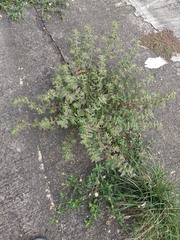 Euphorbia hirta: Herkunft und Verwendung — Foto 3