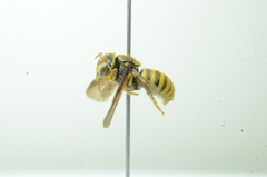 Saranthidium