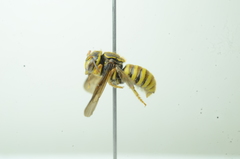 Saranthidium