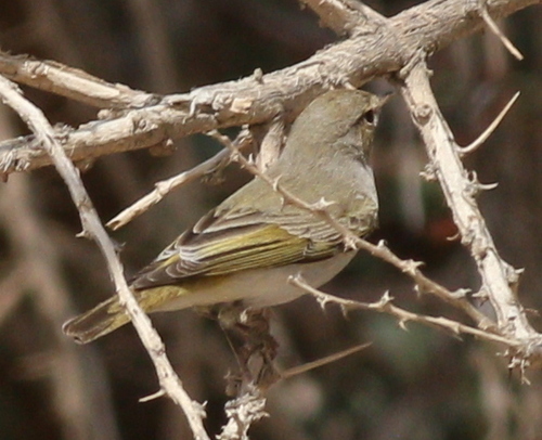 Eastern Bonelli's Warbler (Phylloscopus orientalis), photo 7