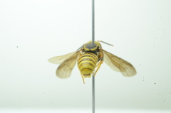 Saranthidium
