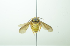 Saranthidium