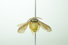 Saranthidium