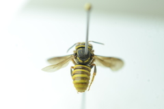 Saranthidium