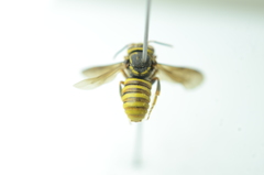 Saranthidium