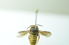 Saranthidium