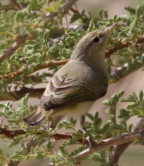 Phylloscopus orientalis