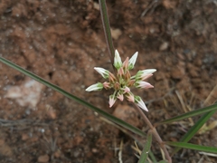 Cynanchum junciforme
